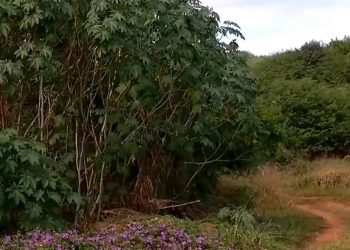 Local onde corpo de reciclador foi encontrado (Foto: Reprodução/TVM)