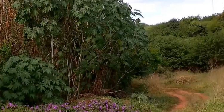 Juazeiro do Norte: Corpo de reciclador é encontrado com marcas de ataque de abelhas