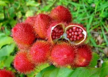 Urucum (Foto: Reprodução)