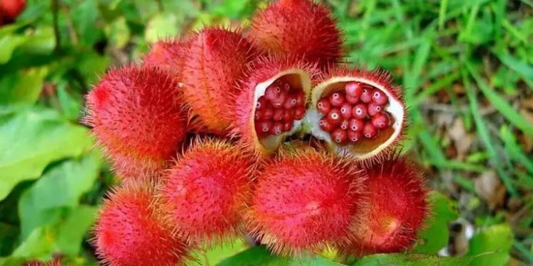 Urucum vira arma poderosa contra a queda de cabelo