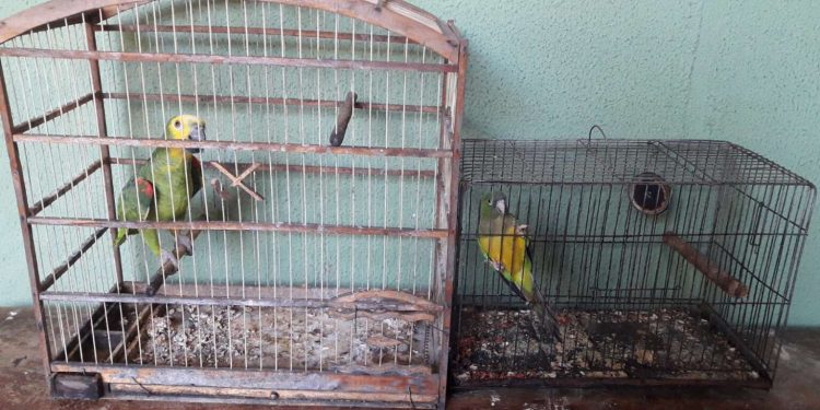 BPMA resgata seis animais silvestres durante ações em Juazeiro do Norte