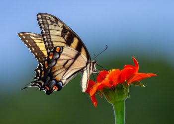 (Foto: Joshua J. Cotten/Unsplash)