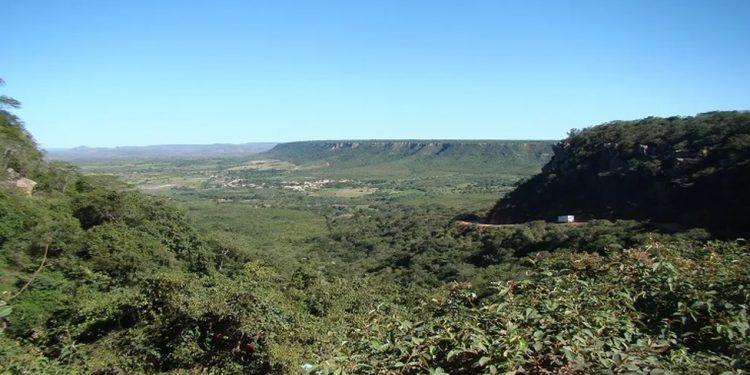 Planta chinesa existiu na Bacia do Araripe há 120 milhões de anos, revela fóssil
