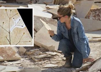 Doutora Flaviana Lima classifica o fóssil da planta como uma imagem que retrata a região nordestina há 120 milhões de anos (Foto: Arquivo pessoal)