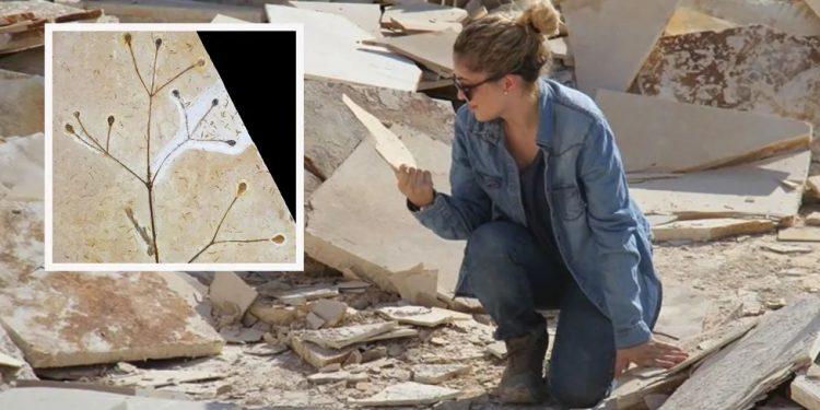 Planta chinesa existiu na Bacia do Araripe há 120 milhões de anos, revela fóssil