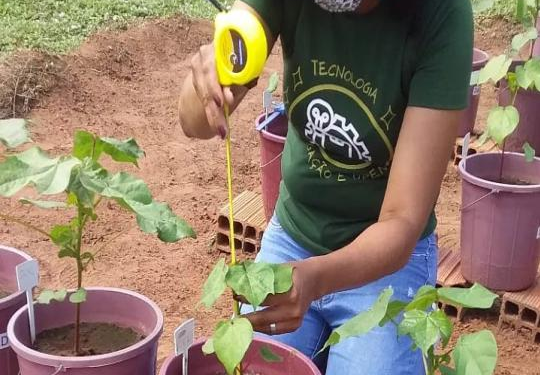 Pesquisa busca criar recomendação da adubação nitrogenada para o algodoeiro no Cariri