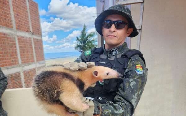 Tamanduá-mirim é resgatado pela Polícia Militar em Caririaçu
