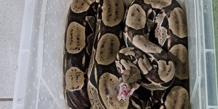 Polícia Militar resgata jiboia encontrada em residência no Crato