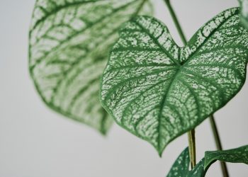 Natureza mortal: As 12 plantas mais venenosas do mundo