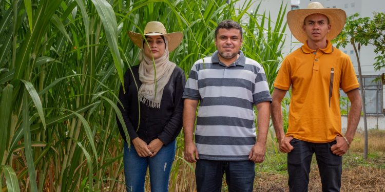 Pesquisadores da Fatec Cariri avaliam resistência do BRS Capiaçu à salinidade