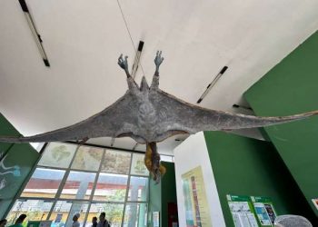 (Foto: Divulgação/Urca)