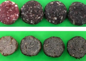 Vai encarar? ? Hambúrguer de grilo feito no Brasil promete ganhos à saúde e ao meio ambiente