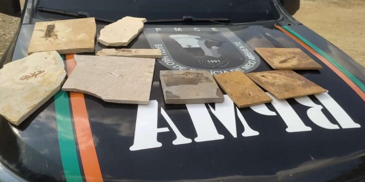 Polícia Militar recolhe 27 fósseis durante fiscalizações em Santana do Cariri