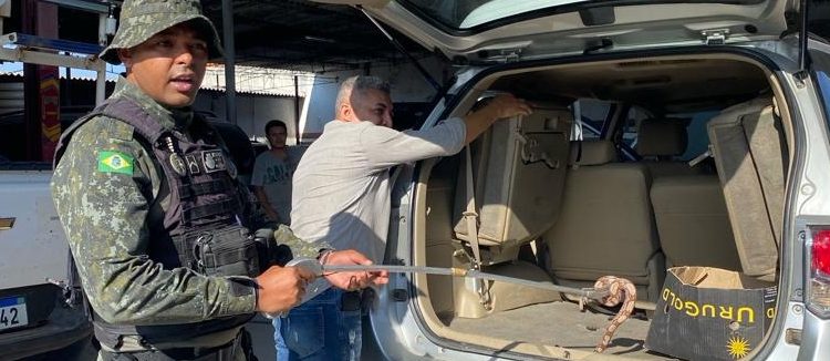 BPMA resgata gavião e jiboia durante ações distintas em Juazeiro do Norte