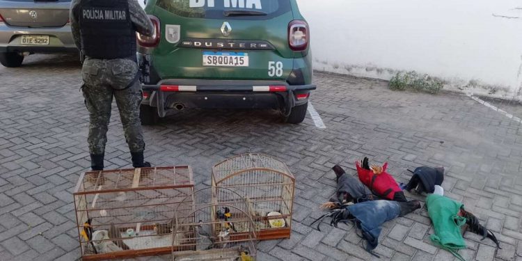 BPMA encerra rinha de galo e apreende 21 aves no Crato