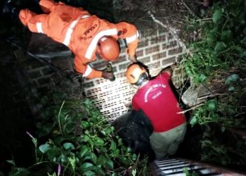 O animal de 400 quilos foi resgatado nesta quarta-feira (13) (Foto: Divulgação/Corpo de Bombeiros)