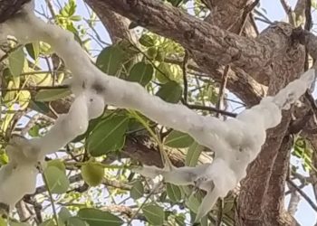 Espuma misteriosa em árvore é uma proteção usada pela cigarra e não traz nenhuma ameaça para as pessoas e para a planta (Foto: Reprodução)