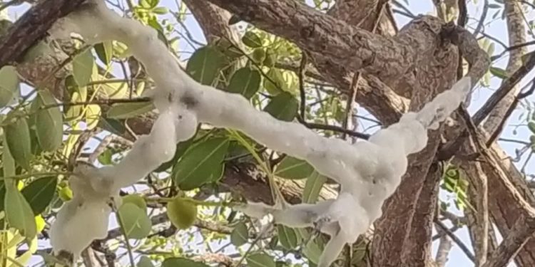 Gelo brotando em árvore? Mistério intriga agricultores em Juazeiro do Norte