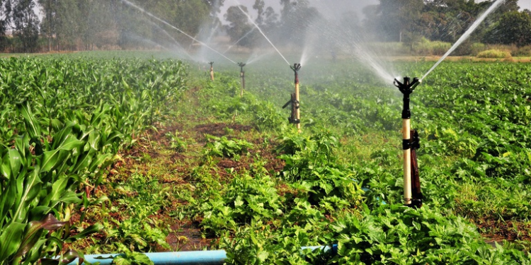 IFCE Crato lança edital de especialização em Manejo Sustentável da Irrigação