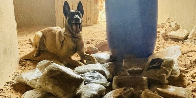 Polícia Civil apreende quase 10 kg de maconha em imóvel em Juazeiro do Norte