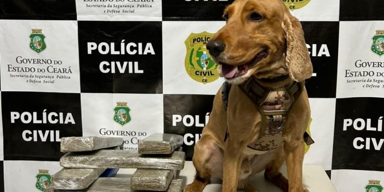 Com ajuda de cão farejador, Polícia Civil realiza prisão em flagrante por tráfico de drogas em Brejo Santo