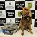 Com ajuda de cão farejador, Polícia Civil realiza prisão em flagrante por tráfico de drogas em Brejo Santo