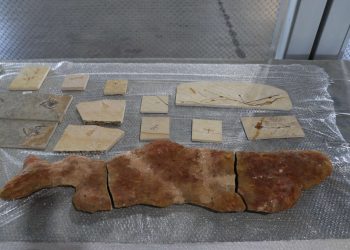 (Foto: Estácio Jr./Governo do Ceará)