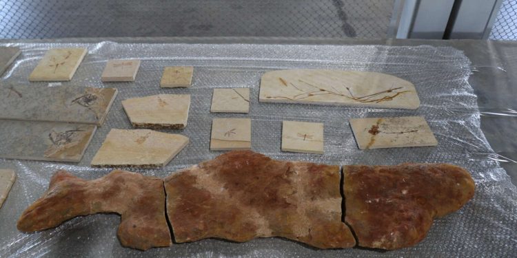 Maior repatriação cultural da história do Brasil: quase mil fósseis são devolvidos ao Ceará após remoção ilegal pela França