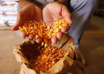 (Foto: Helene Santos/Governo do Ceará)