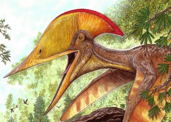 Com participação da Urca, pesquisadores brasileiros e chineses anunciam espécie de pterossauro