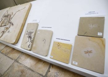 (Foto: Helene Santos/Governo do Ceará)