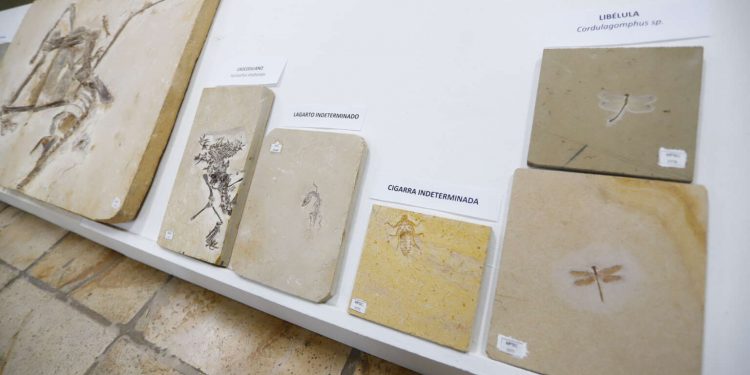 Quase mil fósseis, de até 110 milhões de anos, são repatriados para museu no Cariri