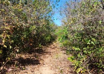 Crato ganha mais uma Reserva Particular do Patrimônio Natural; outras três também são reconhecidas pelo Governo do Ceará