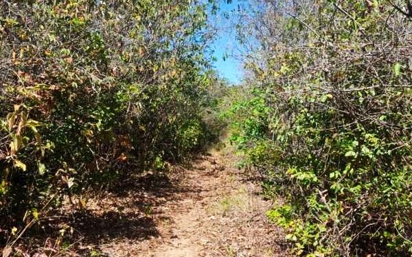 Crato ganha mais uma Reserva Particular do Patrimônio Natural; outras três também são reconhecidas pelo Governo do Ceará