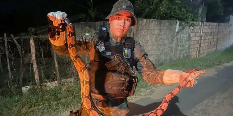 Barbalha: BPMA resgata jiboia em residência no Sítio Estrela