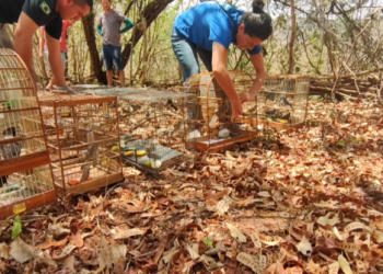 Semace devolve mais de mil animais silvestres à natureza em 2023