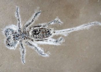 Fóssil do Mesoprocrus rayoli, o escorpião-vinagre, pertencente à região da Bacia do Araripe (Foto: Divulgação/Urca)