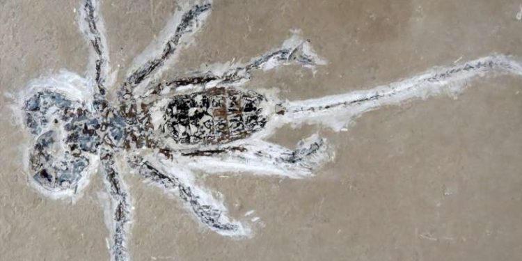 Fóssil do Mesoprocrus rayoli, o escorpião-vinagre, pertencente à região da Bacia do Araripe (Foto: Divulgação/Urca)