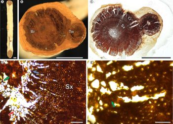 (Foto: Divulgação/URCA)