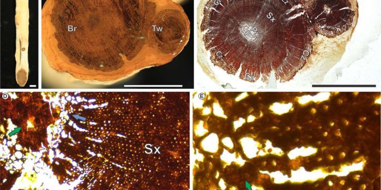 Novo fóssil: Pesquisadores revelam planta inédita encontrada na Bacia do Araripe