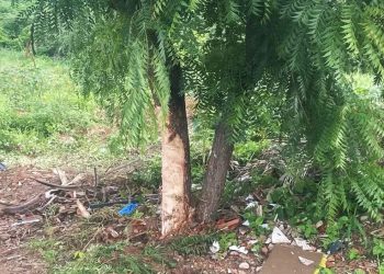 Motorista perde controle de veículo e carro colide com árvore (Foto: Darlene Barbosa/SVM)