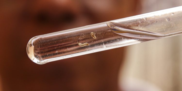 Brasil registra mais de 1 milhão de casos de dengue em 2024