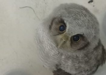 (Foto: Divulgação/PMCE)