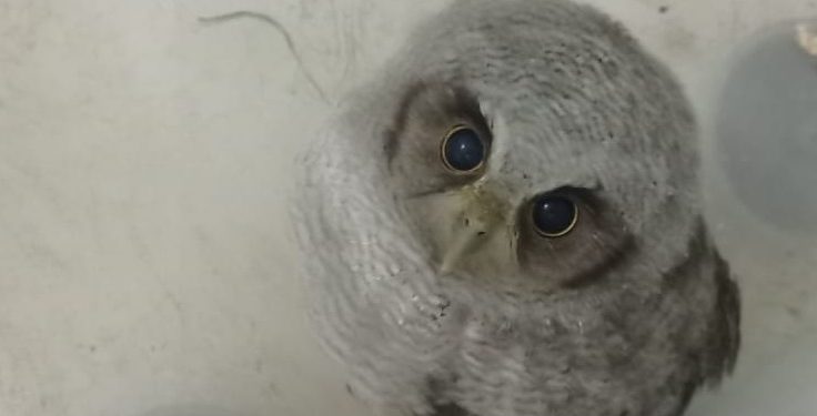 Polícia Militar resgata coruja que foi encontrada em residência no Crato