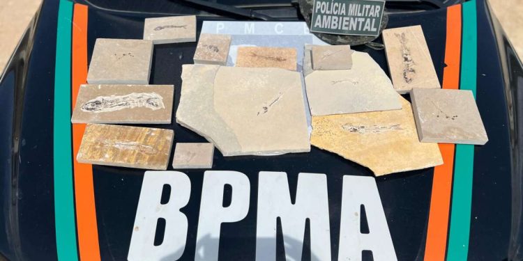BPMA recolhe 13 fósseis durante fiscalizações em pedreiras de Nova Olinda e Santana do Cariri
