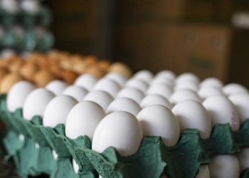 (Foto: Thiara Montefusco/Governo do Ceará)