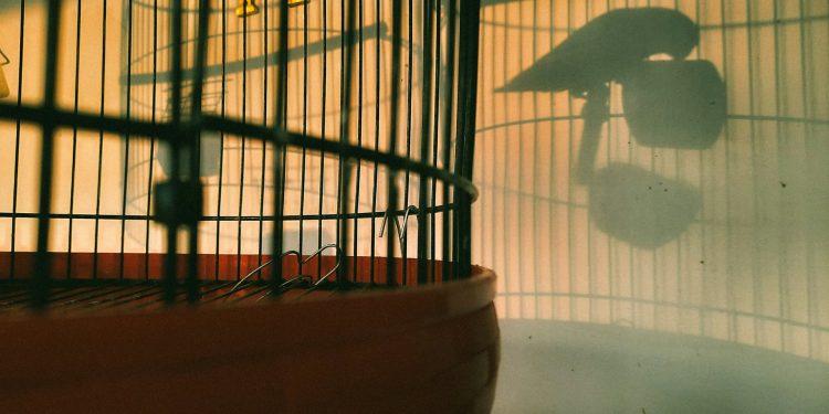 O mundo é uma gaiola – Por Alexandre Lucas