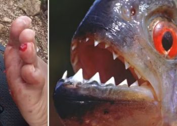 Pirambeba é um pequeno peixe carnívoro da família das piranhas (Foto: Reprodução)