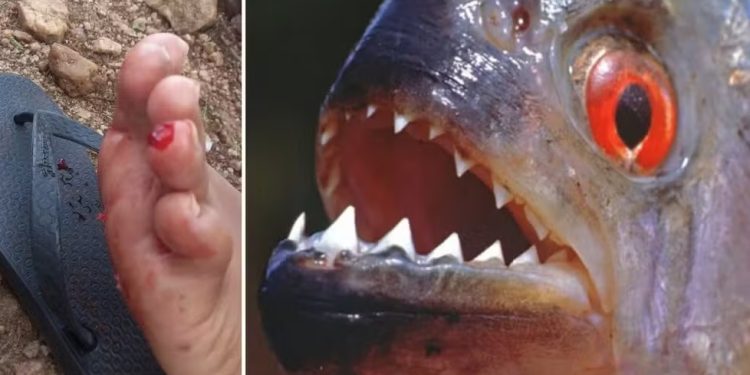 Iguatu: Piranha-branca afasta banhistas de açude após mordida dilacerar pele de duas pessoas