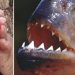 Iguatu: Piranha-branca afasta banhistas de açude após mordida dilacerar pele de duas pessoas